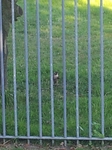 20140728_192744-1 Bird of prey having tea.jpg